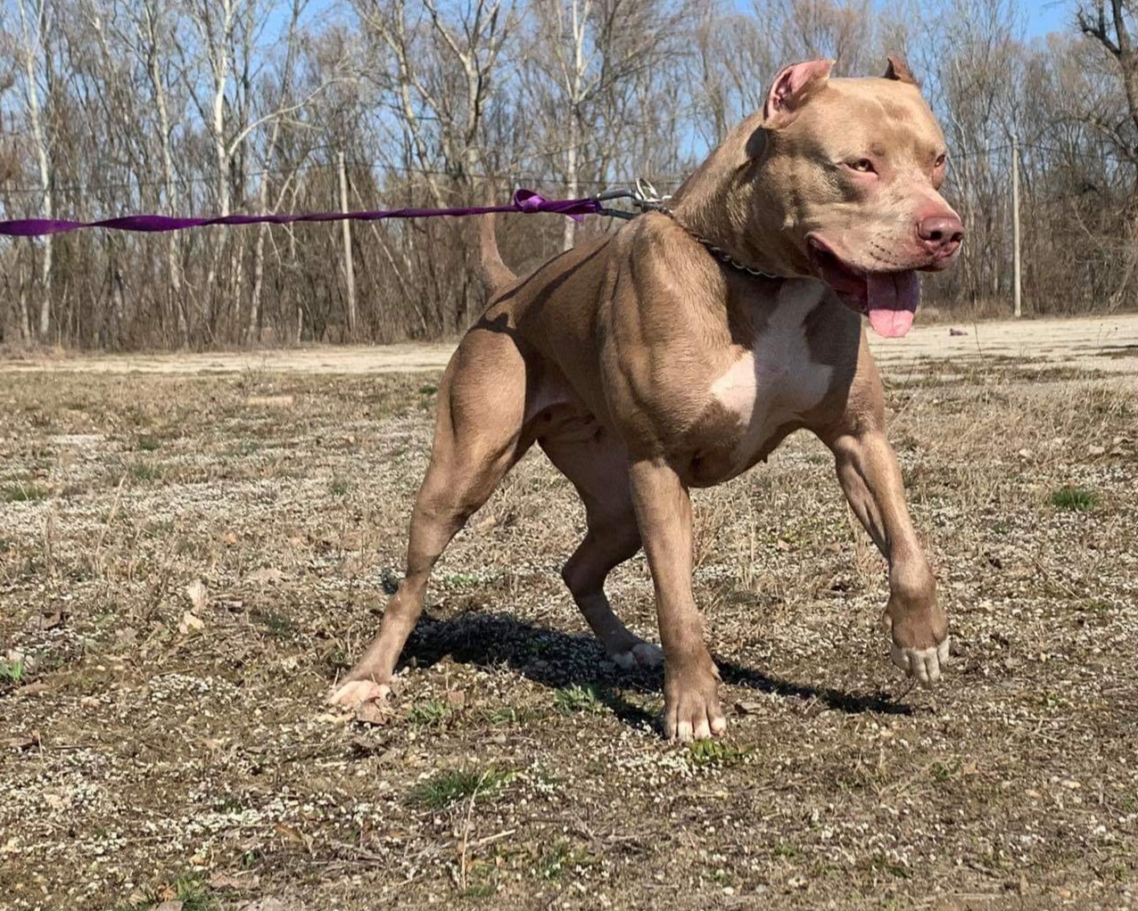 Dog Featured Image