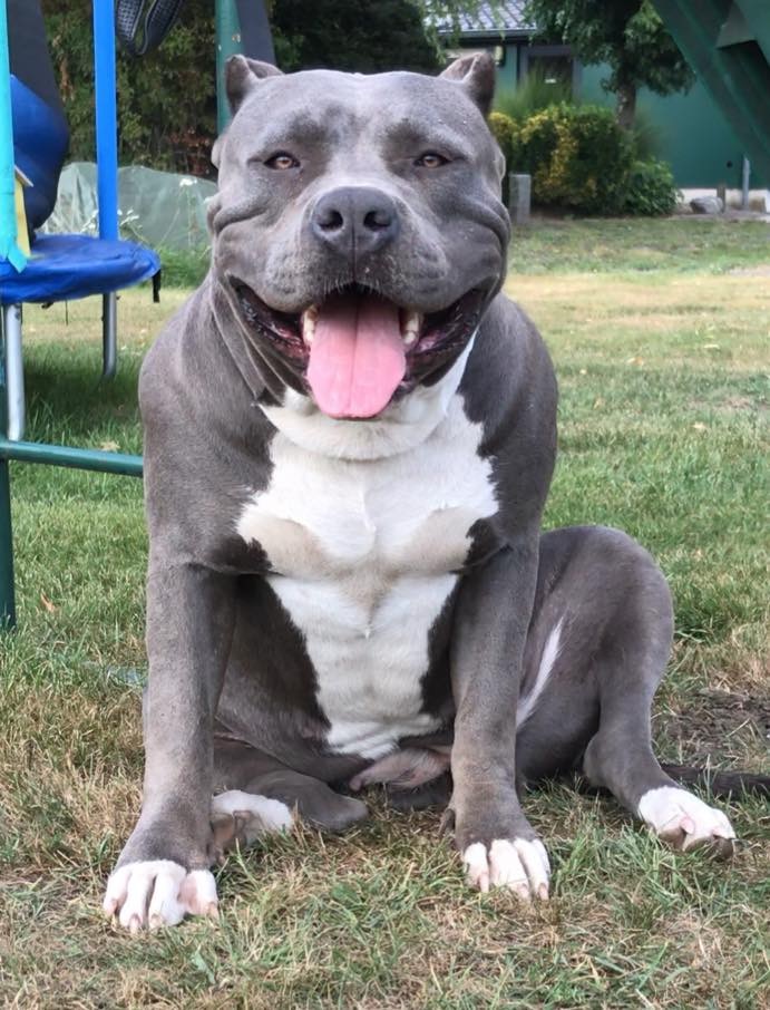 Dog Featured Image
