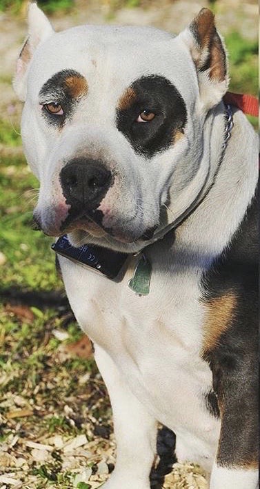Dog Featured Image