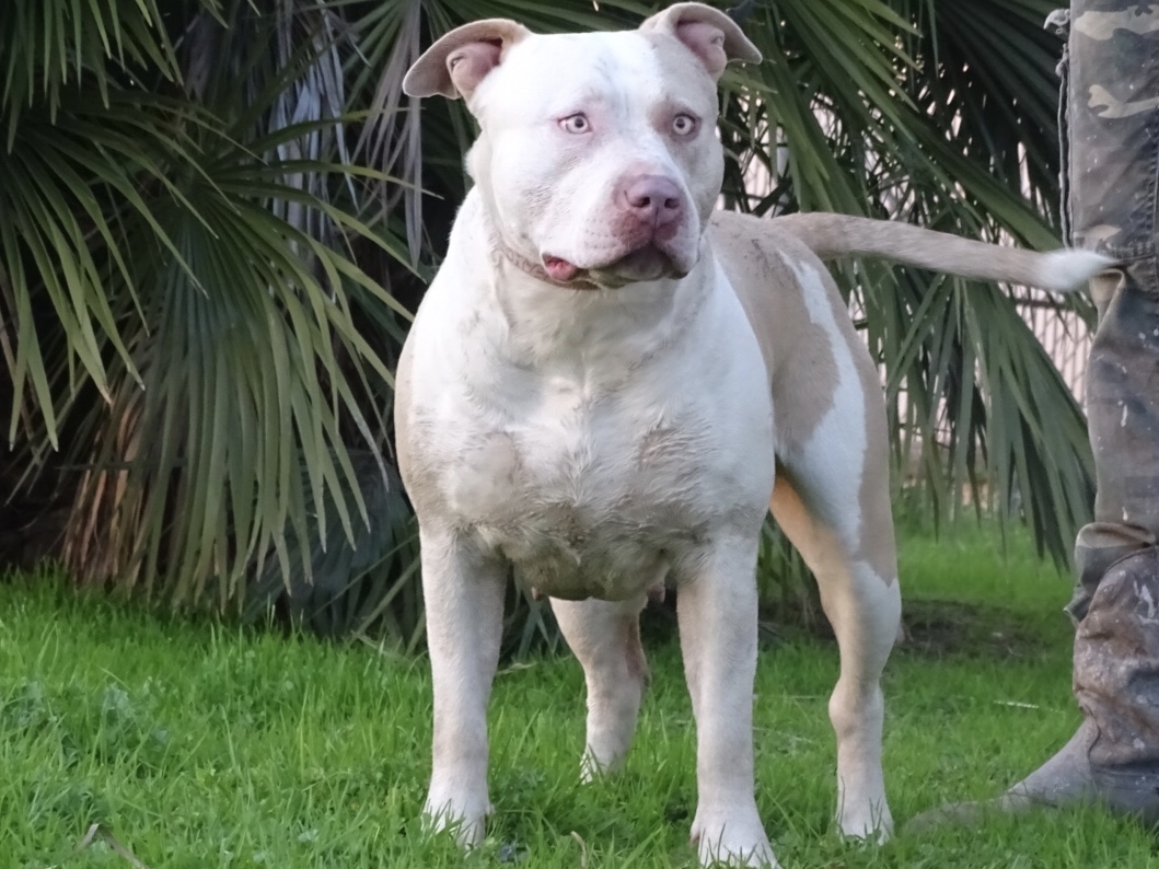 Dog Featured Image