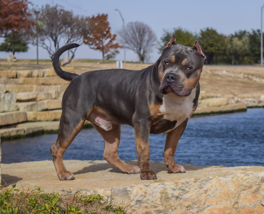 Dog Featured Image