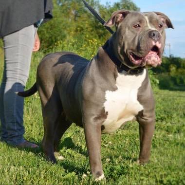 Dog Featured Image