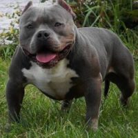 Dog Featured Image