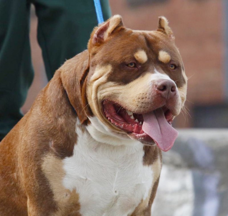 Dog Featured Image