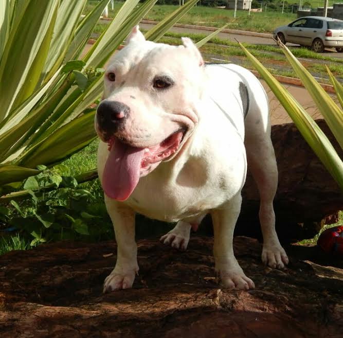 Dog Featured Image