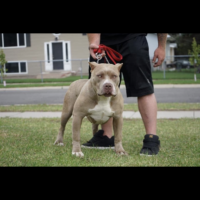 Dog Featured Image