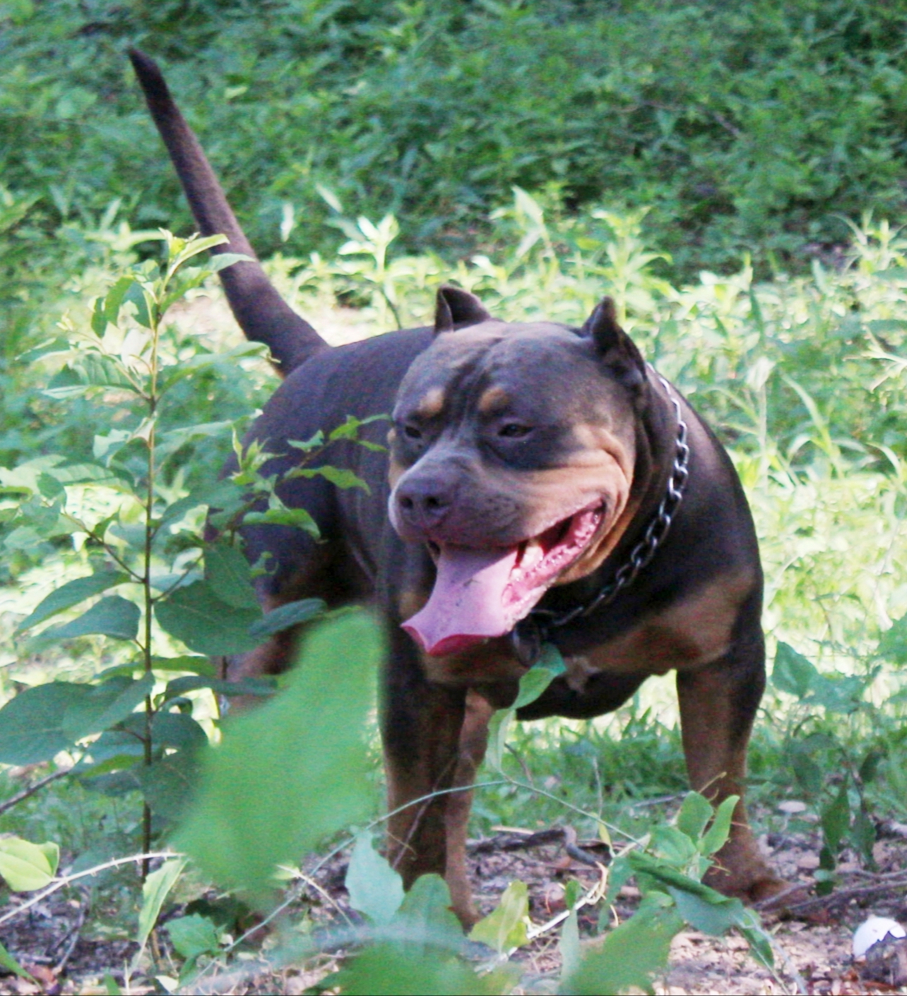 Dog Featured Image