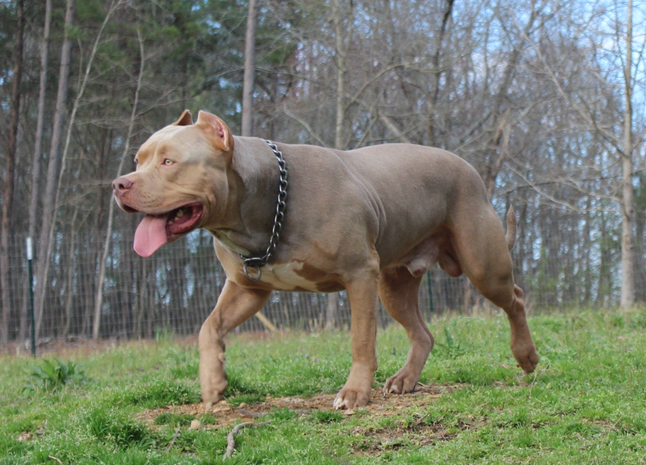 Dog Featured Image