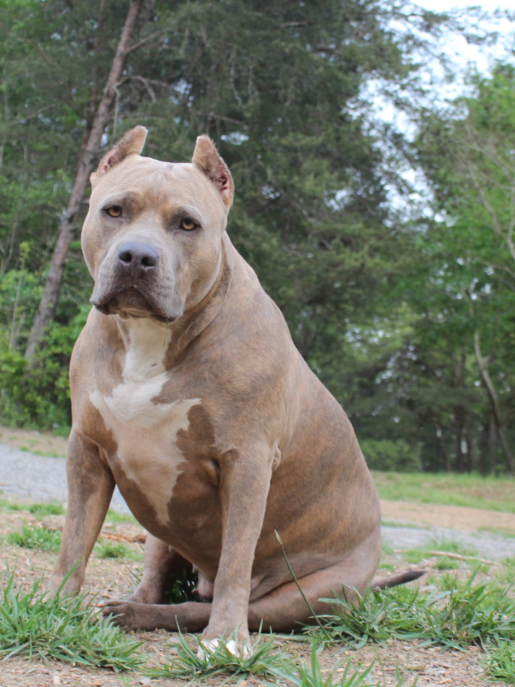 Dog Featured Image