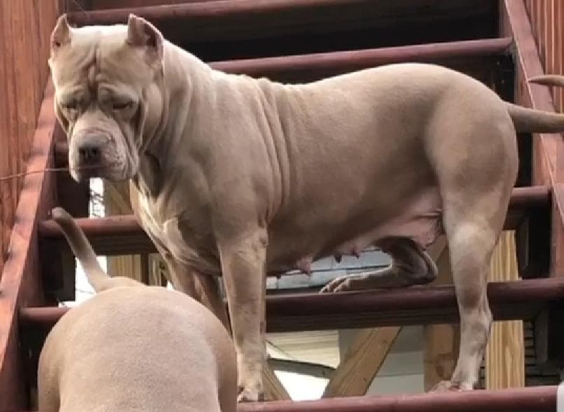 Dog Featured Image