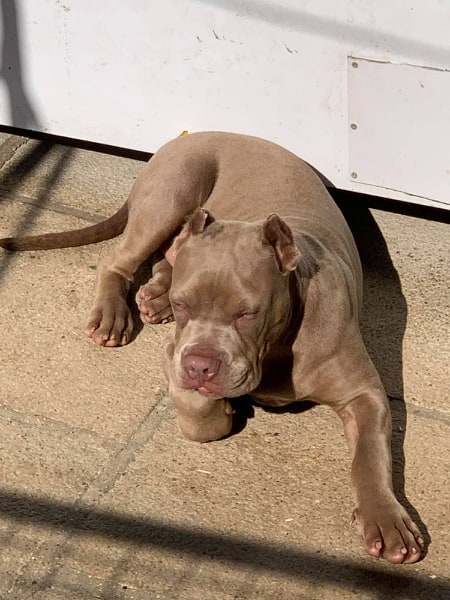 Dog Featured Image