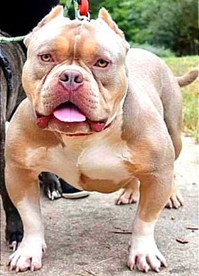 Dog Featured Image