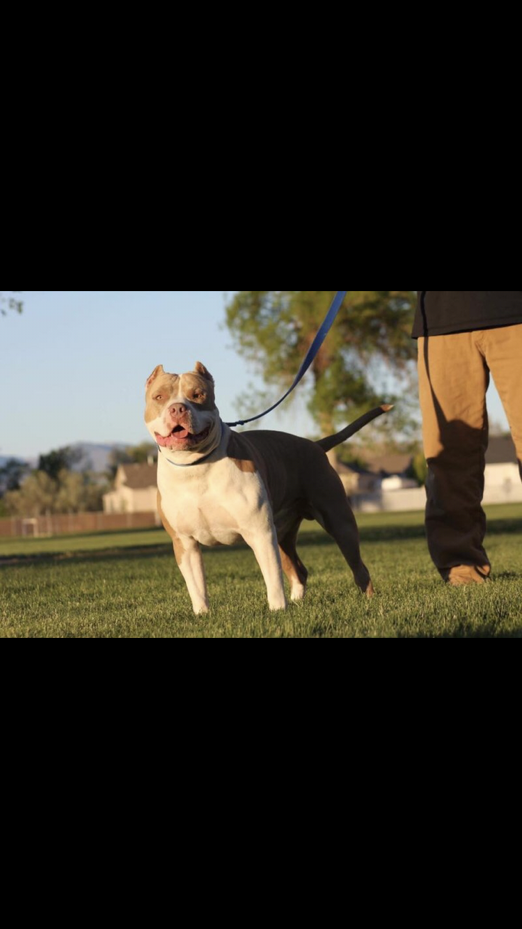 Dog Featured Image