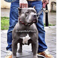 Dog Featured Image