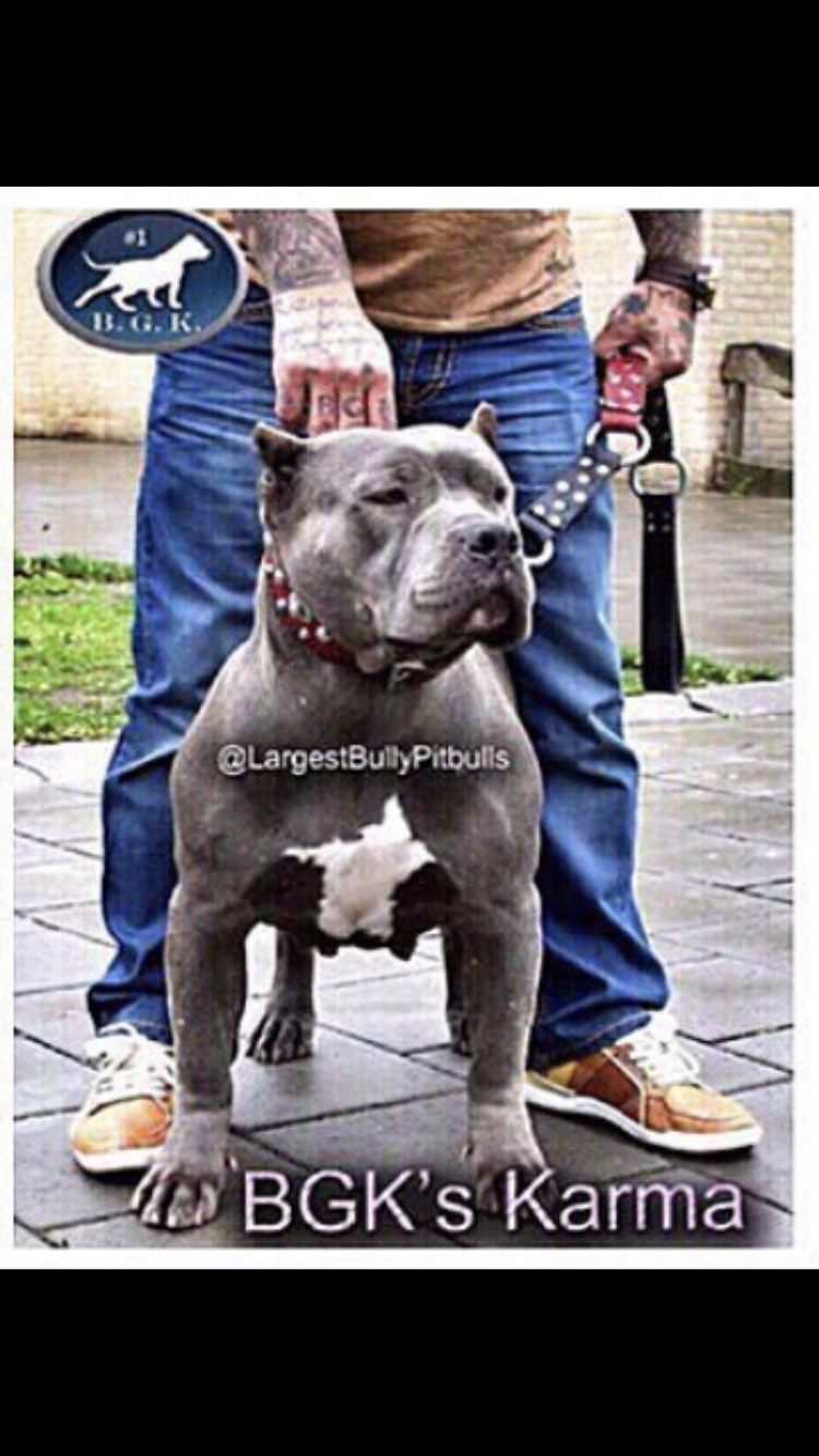 Dog Featured Image