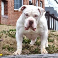 Dog Featured Image