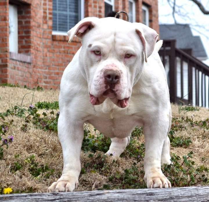 Dog Featured Image