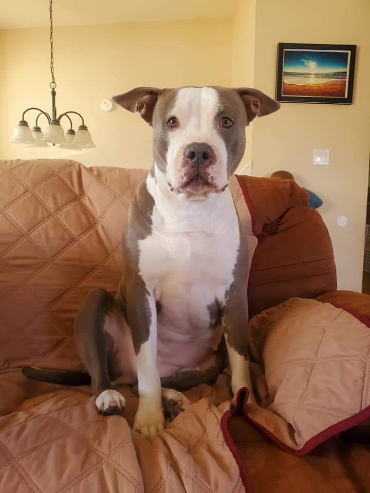 Dog Featured Image