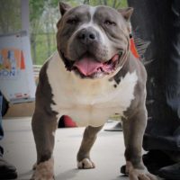 Dog Featured Image
