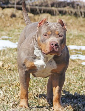 Dog Featured Image
