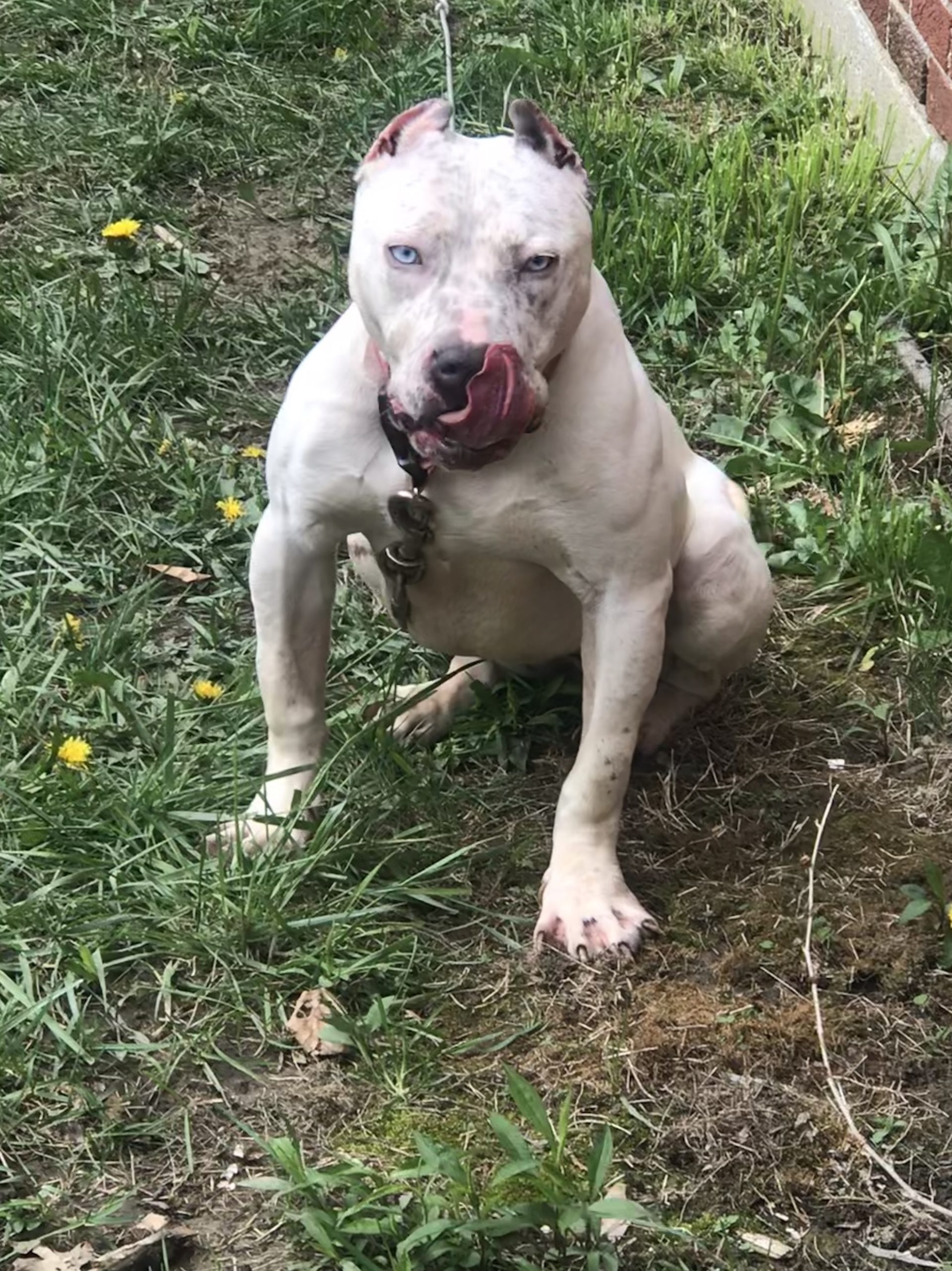 Dog Featured Image
