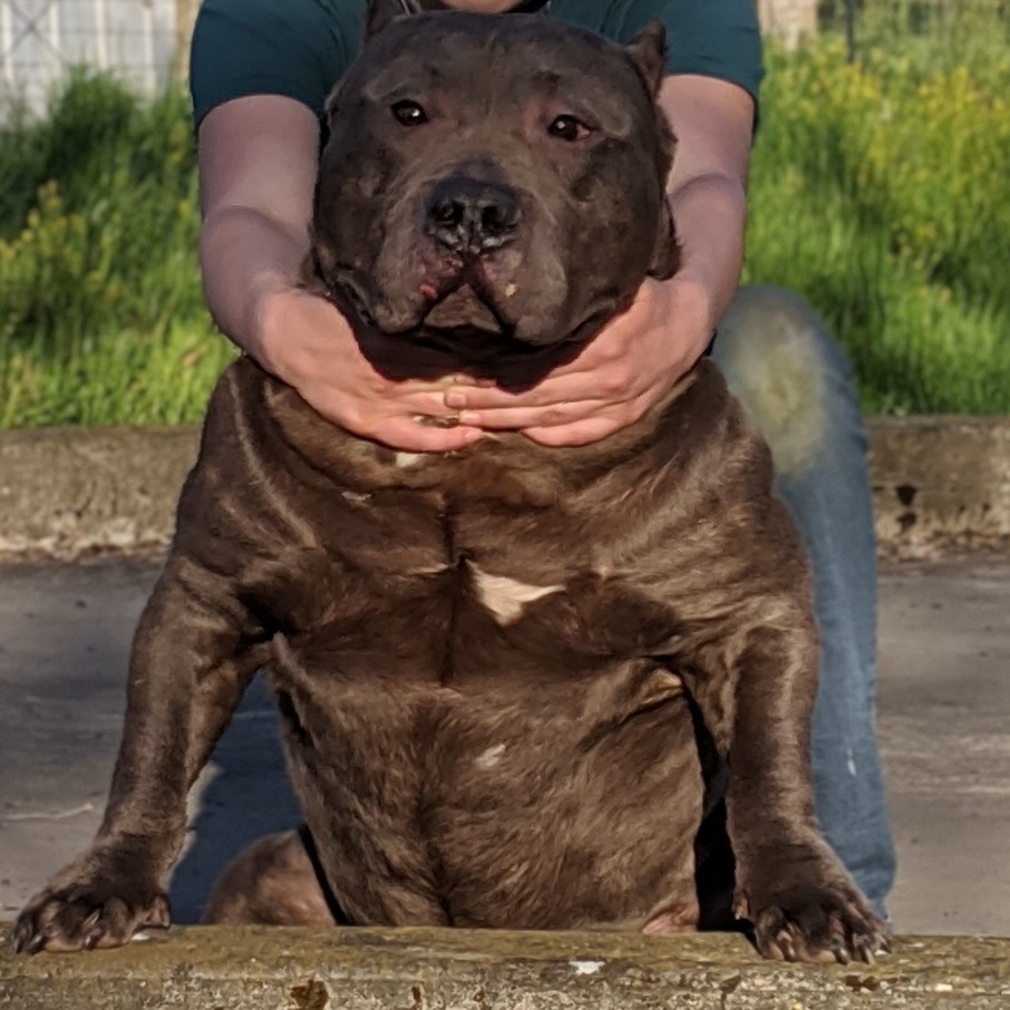Dog Featured Image
