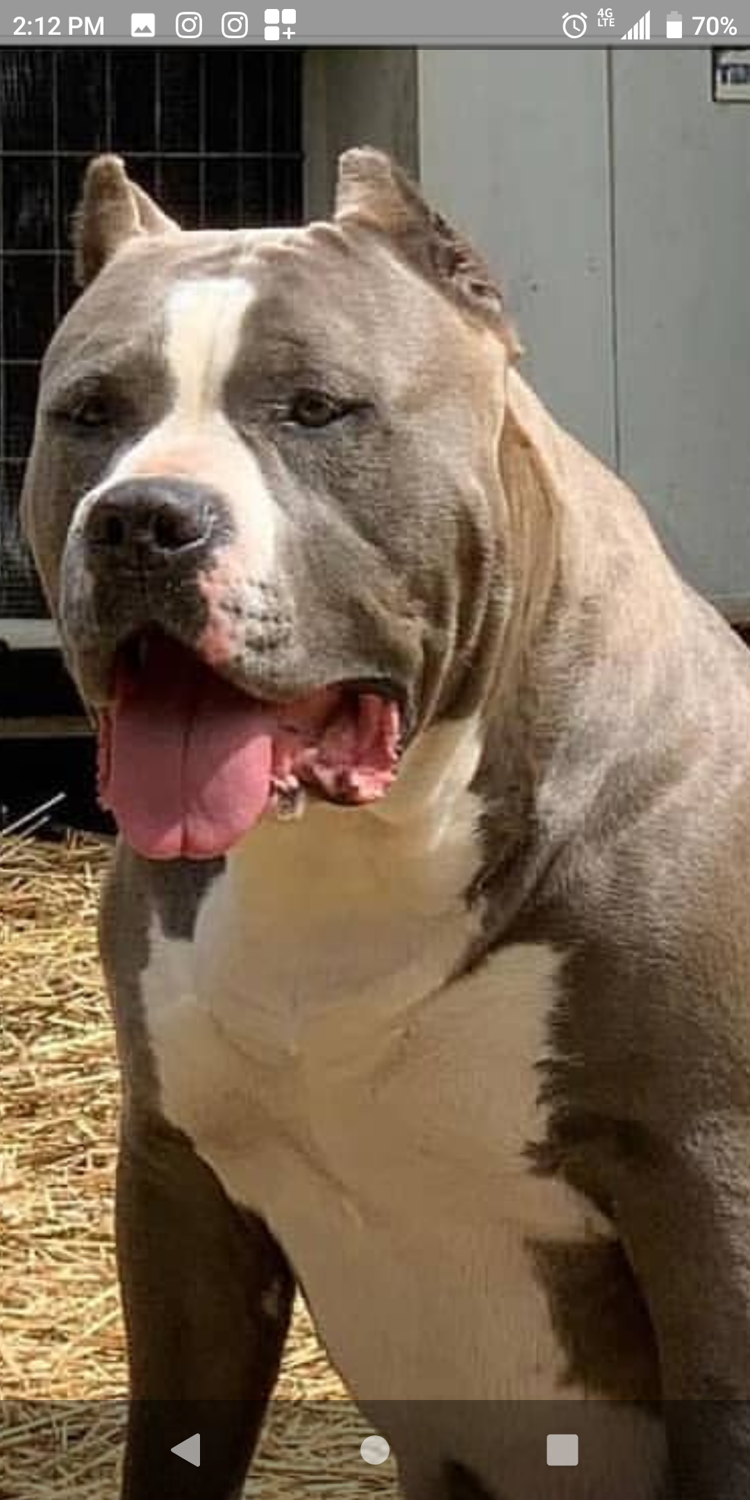 Dog Featured Image