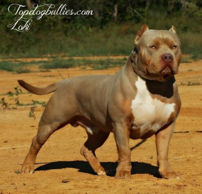 Dog Featured Image