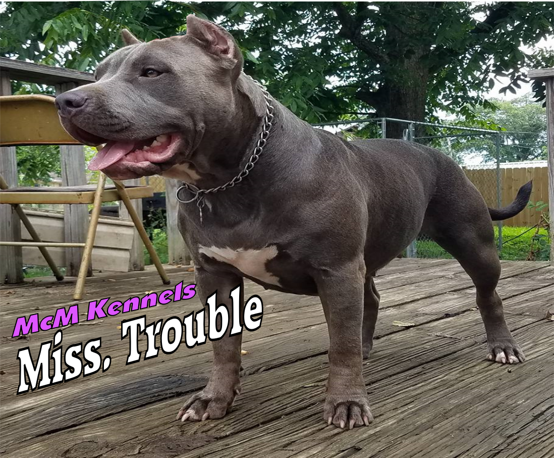 Dog Featured Image