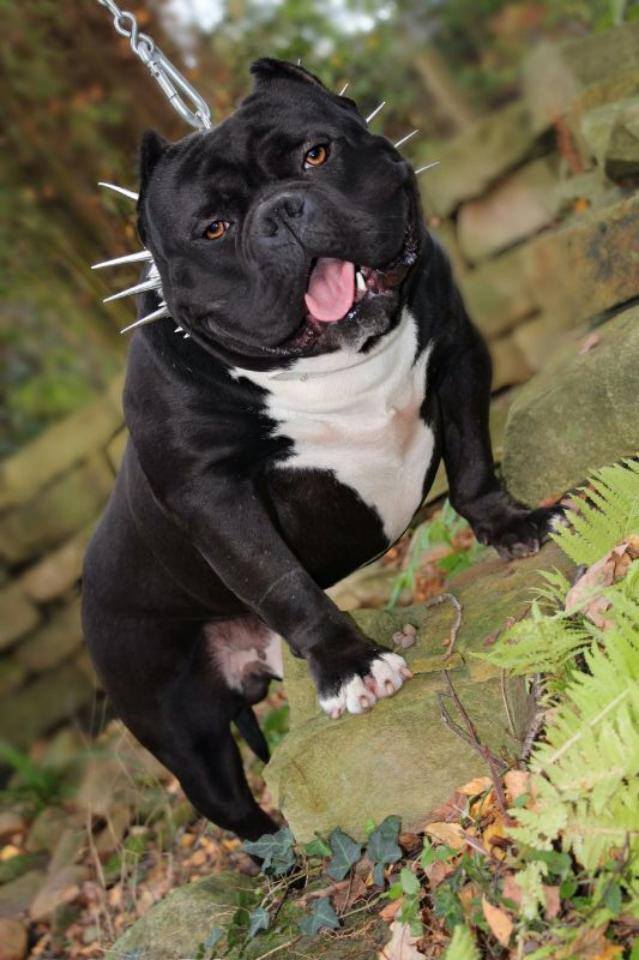 Dog Featured Image