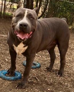 Dog Featured Image