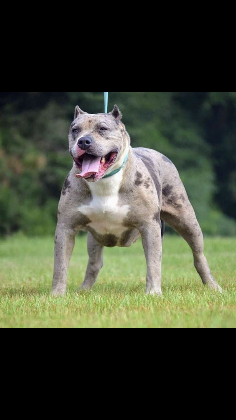 Dog Featured Image