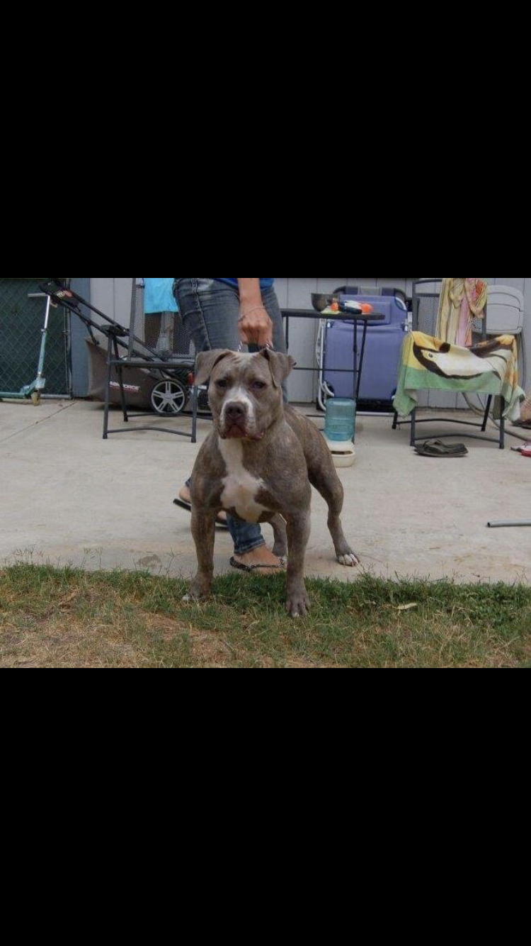 Dog Featured Image