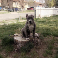 Dog Featured Image