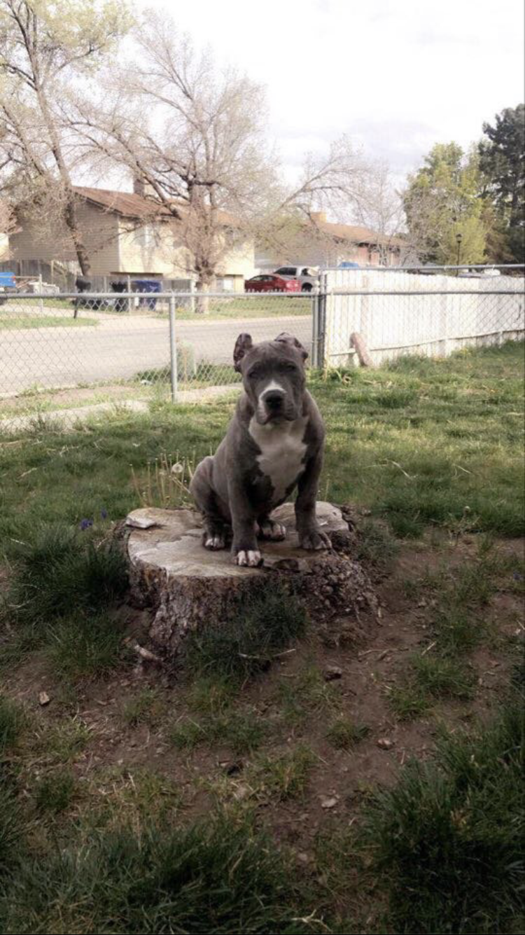 Dog Featured Image