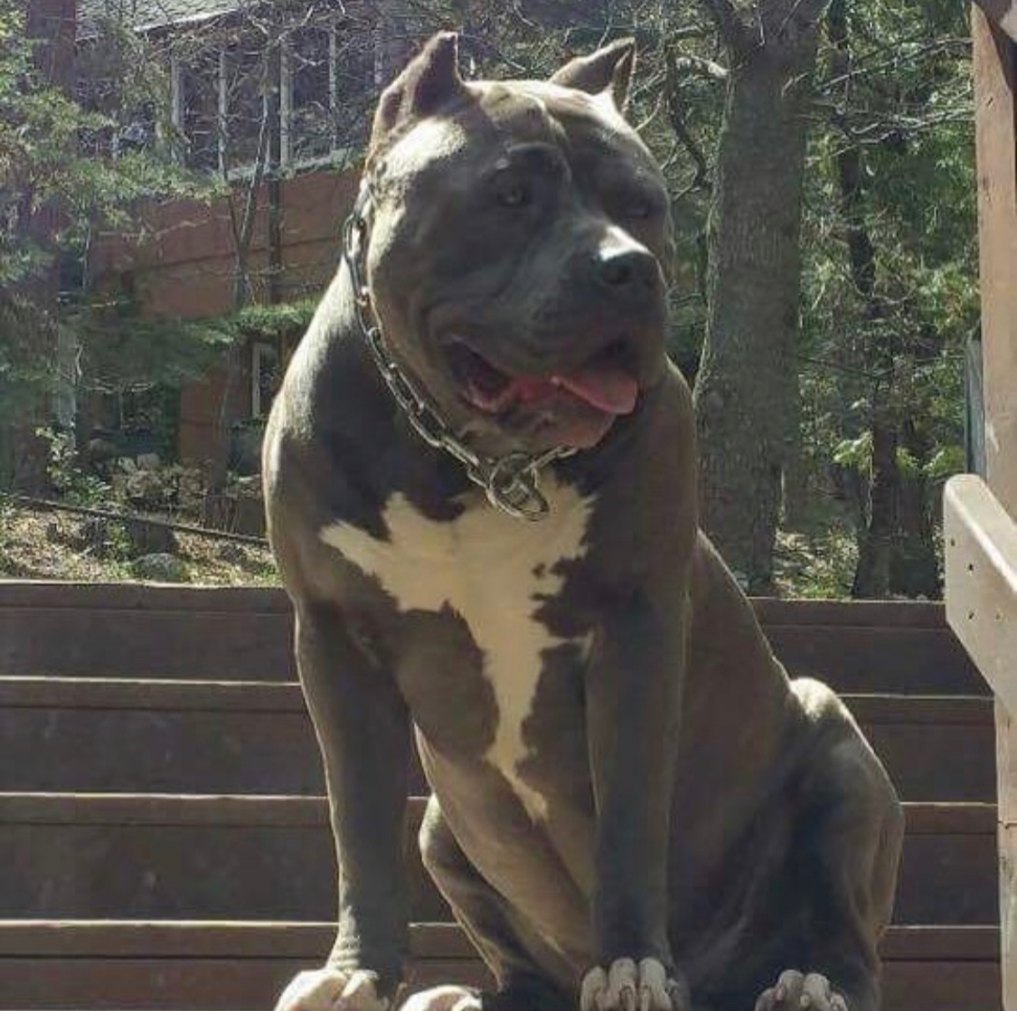 Dog Featured Image