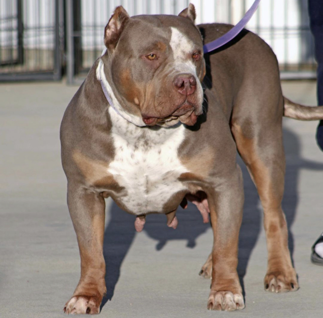 Dog Featured Image
