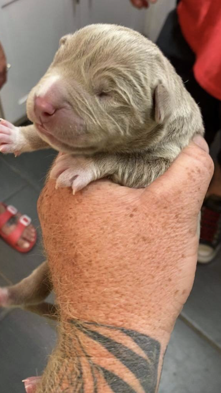 Dog Featured Image