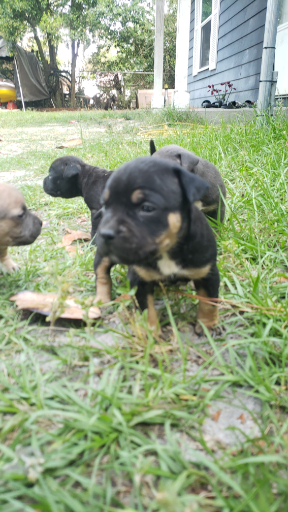 Dog Featured Image