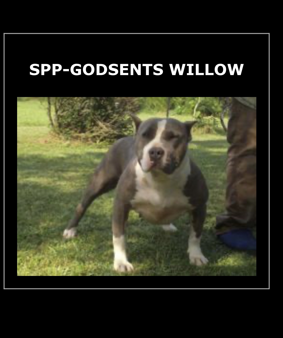 Dog Featured Image