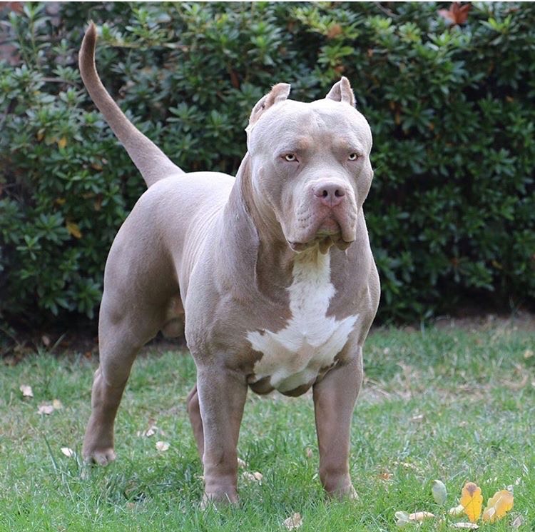 Dog Featured Image