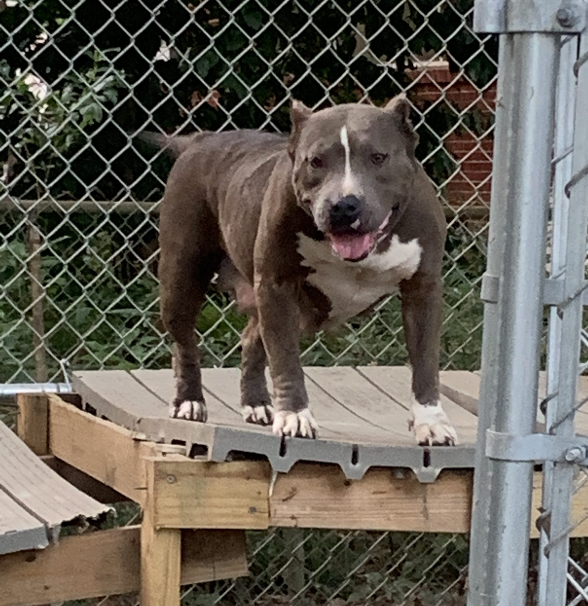 Dog Featured Image