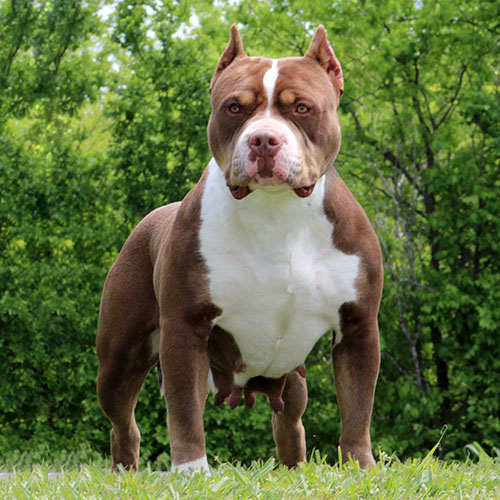 Dog Featured Image