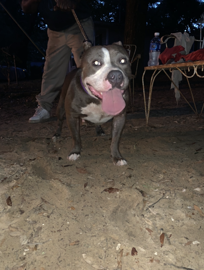 Dog Featured Image