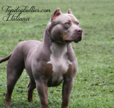 Dog Featured Image