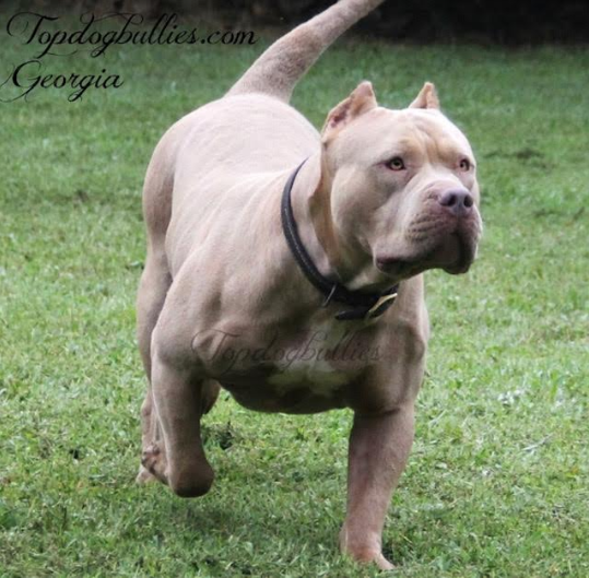 Dog Featured Image