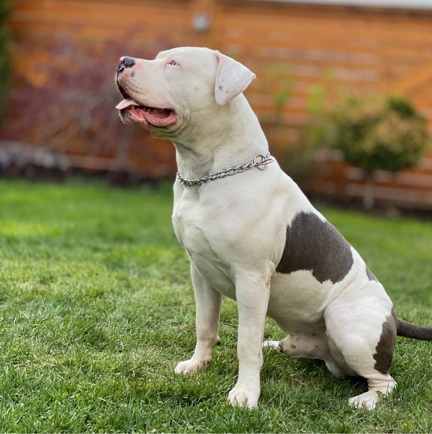 Dog Featured Image