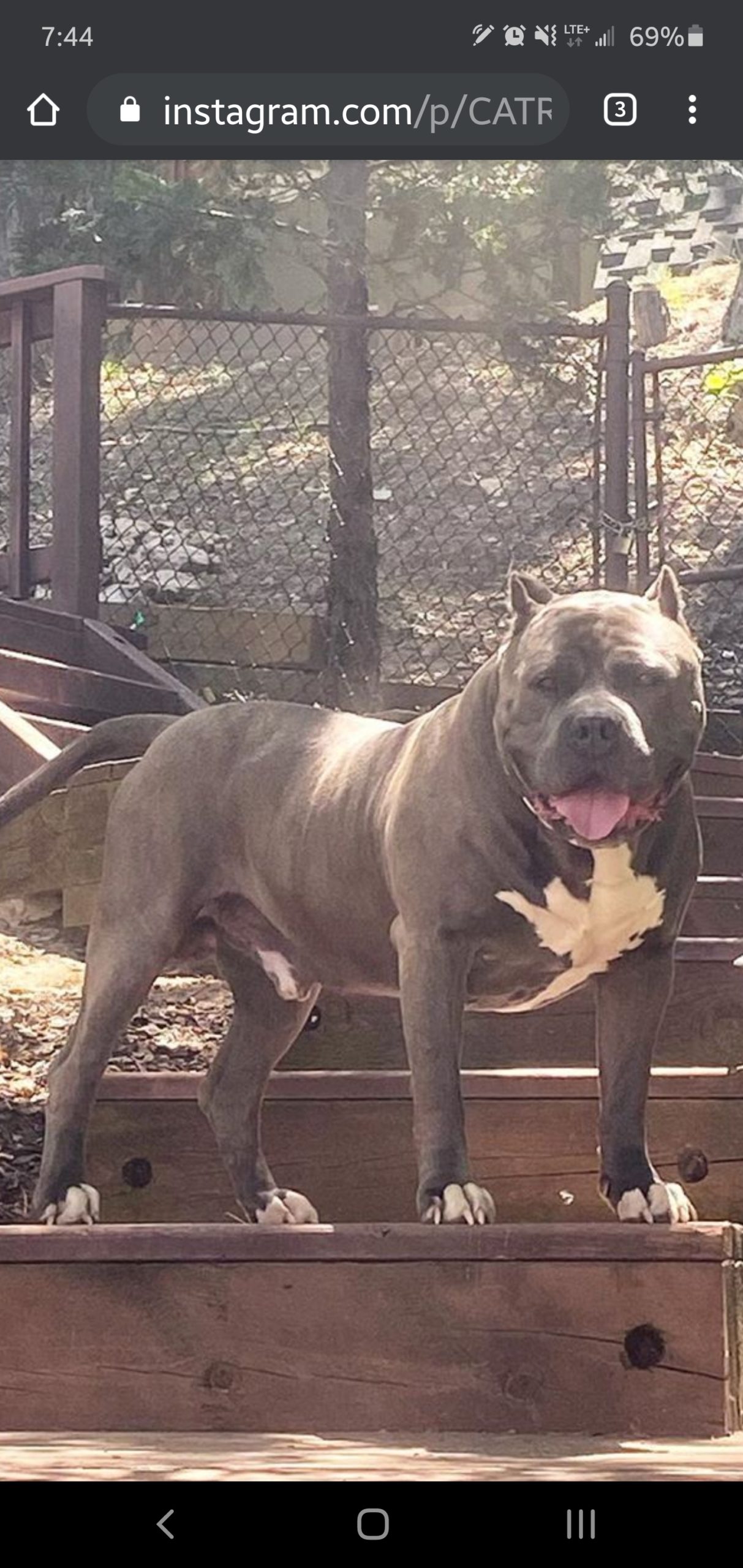 Dog Featured Image