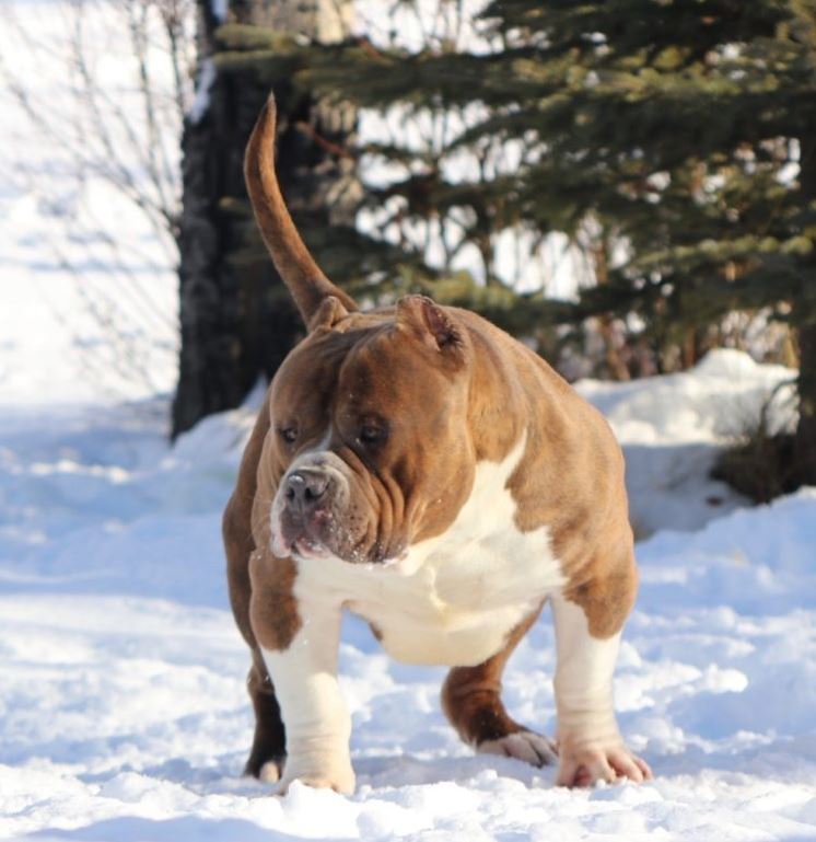 Dog Featured Image