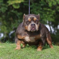 Dog Featured Image